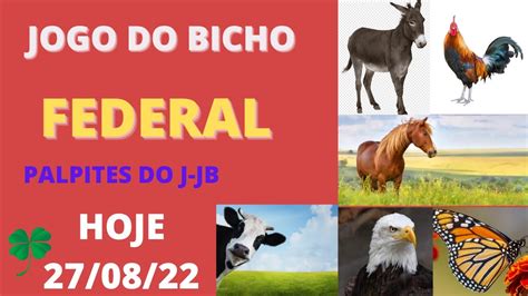 palpites do bicho federal